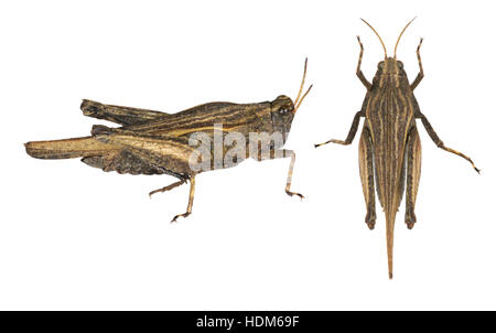 Schlanke Groundhopper - Tetrix subulata Stockfoto