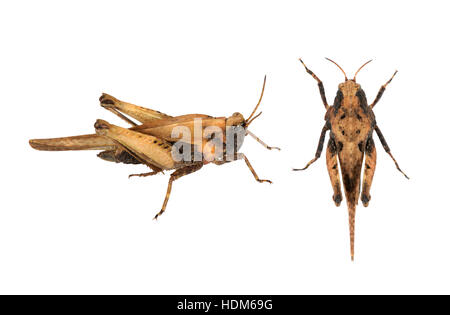 Schlanke Groundhopper - Tetrix subulata Stockfoto