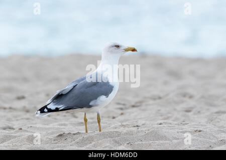 gelb-legged Möve (Larus Micahelis) Erwachsene stehen am Strand, Mallorca, Balearen, Spanien Stockfoto