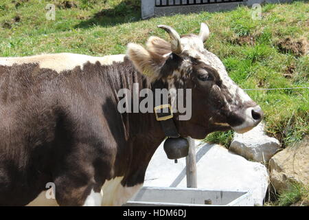 Eine braune Kuh stoppt für einen Drink in der NaturErlebnispark (Natur Discovery Park) in der Schweiz Säntis in den Schweizer Alpen Stockfoto