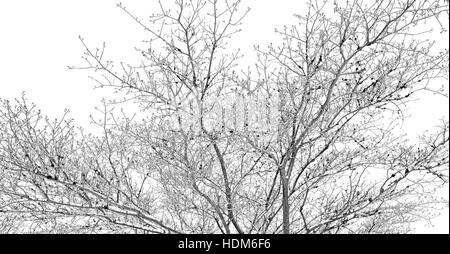Bewegungsunschärfe in Südafrika Tierwelt Pflanzen und Bäumen im Nationalpark Stockfoto