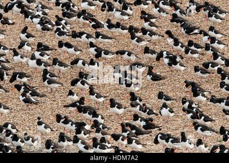 Eurasischen Austernfischer (Haematopus Ostralegus) großen Vogelschwarm zusammenstehen auf Kies Strand, Norfolk, England, UK Stockfoto