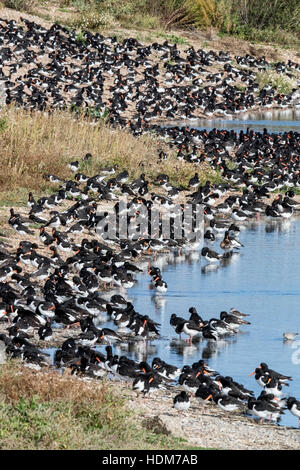 Eurasischen Austernfischer (Haematopus Ostralegus) großen Vogelschwarm zusammenstehen auf Kies Strand, Norfolk, England, UK Stockfoto