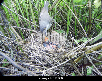 Sylvia Nisoria. Das Nest der Barred Warbler in der Natur.  Russland, Rjasan (Ryazanskaya Oblast), Stadtteil Pronsky. Stockfoto