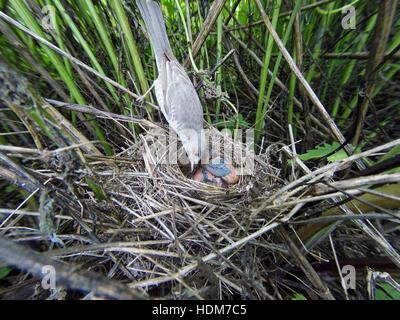 Sylvia Nisoria. Das Nest der Barred Warbler in der Natur.  Russland, Rjasan (Ryazanskaya Oblast), Stadtteil Pronsky. Stockfoto