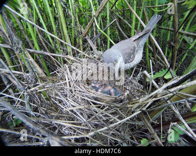 Sylvia Nisoria. Das Nest der Barred Warbler in der Natur.  Russland, Rjasan (Ryazanskaya Oblast), Stadtteil Pronsky. Stockfoto