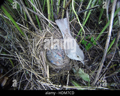 Sylvia Nisoria. Das Nest der Barred Warbler in der Natur.  Russland, Rjasan (Ryazanskaya Oblast), Stadtteil Pronsky. Stockfoto