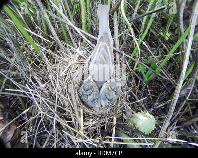 Sylvia Nisoria. Das Nest der Barred Warbler in der Natur.  Russland, Rjasan (Ryazanskaya Oblast), Stadtteil Pronsky. Stockfoto