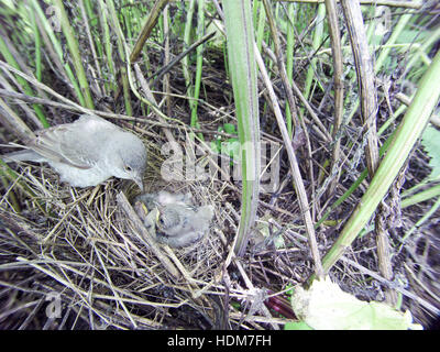 Sylvia Nisoria. Das Nest der Barred Warbler in der Natur.  Russland, Rjasan (Ryazanskaya Oblast), Stadtteil Pronsky. Stockfoto