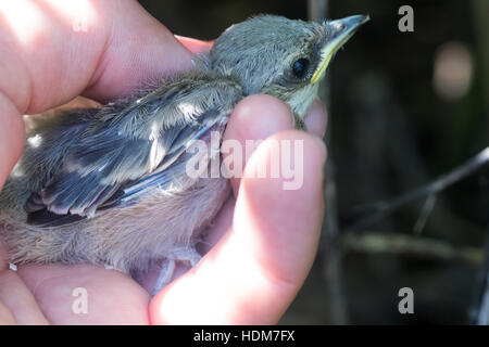 Sylvia Nisoria. Das Nest der Barred Warbler in der Natur.  Russland, Rjasan (Ryazanskaya Oblast), Stadtteil Pronsky. junge Stockfoto