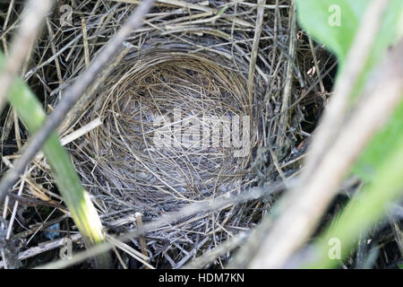 Sylvia Nisoria. Das Nest der Barred Warbler in der Natur.  Russland, Rjasan (Ryazanskaya Oblast), Stadtteil Pronsky. Stockfoto