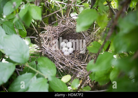 Sylvia Nisoria. Das Nest der Barred Warbler in der Natur.  Russland, Rjasan (Ryazanskaya Oblast), Stadtteil Pronsky. Stockfoto