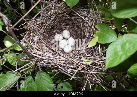 Sylvia Nisoria. Das Nest der Barred Warbler in der Natur.  Russland, Rjasan (Ryazanskaya Oblast), Stadtteil Pronsky. Stockfoto