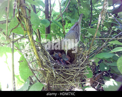 Sylvia Nisoria. Das Nest der Barred Warbler in der Natur.  Russland, Rjasan (Ryazanskaya Oblast), Stadtteil Pronsky. Stockfoto