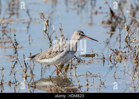 Gefleckte Rotschenkel (Tringa Erythropus) juvenile laufen im flachen Wasser im Sumpf, Mallorca, Spanien Stockfoto