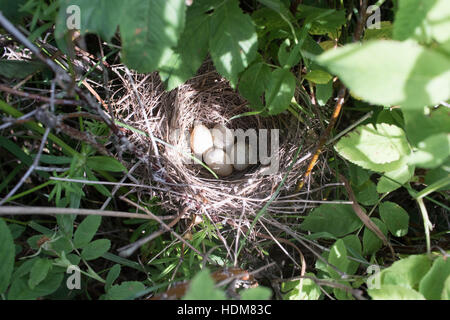 Sylvia Nisoria. Das Nest der Barred Warbler in der Natur.  Russland, Rjasan (Ryazanskaya Oblast), Stadtteil Pronsky. Stockfoto