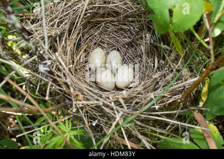 Sylvia Nisoria. Das Nest der Barred Warbler in der Natur.  Russland, Rjasan (Ryazanskaya Oblast), Stadtteil Pronsky. Stockfoto