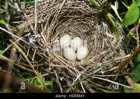 Sylvia Nisoria. Das Nest der Barred Warbler in der Natur.  Russland, Rjasan (Ryazanskaya Oblast), Stadtteil Pronsky. Stockfoto