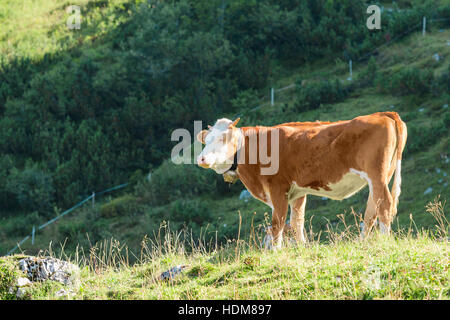 Hochland alpinen Weiden mit frischem Gras- und Hereford Rasse grasende Kuh. Stock Foto sonnigen Sommertag bei Alpen Berg gefangen genommen. Stockfoto