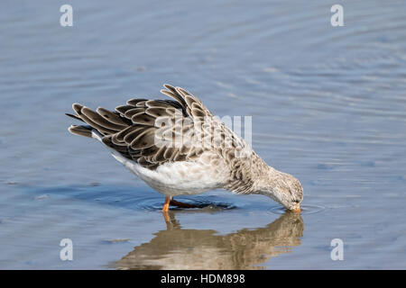 Kampfläufer (Philomachus Pugnax) juvenile Männchen füttern im flachen Wasser, Herbst, Norfolk, England Stockfoto