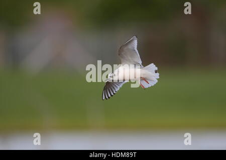 Kleine Möwe Stockfoto