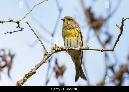 Girlitz (Serinus Serinus) Männchen thront auf Ast des Baumes, Mallorca, Balearen, Spanien Stockfoto