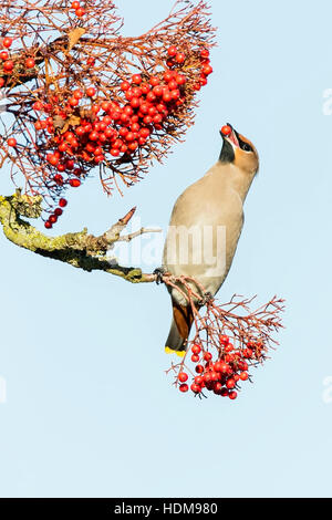 Böhmische Seidenschwanz (Bobycilla Garrulus) ernähren sich von Beeren von Rowan Tree, Norfolk, England, UK Stockfoto