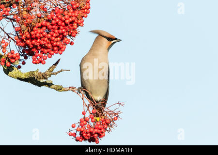 Böhmische Seidenschwanz (Bobycilla Garrulus) ernähren sich von Beeren von Rowan Tree, Norfolk, England, UK Stockfoto