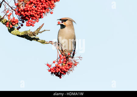 Böhmische Seidenschwanz (Bobycilla Garrulus) ernähren sich von Beeren von Rowan Tree, Norfolk, England, UK Stockfoto