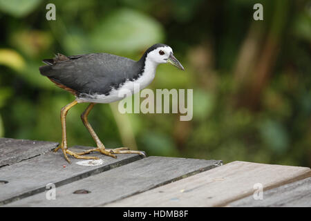 Weißer-breasted Waterhen, Amaurornis Phoenicurus, am Boardwalk am Teich in Singapore Botanic Gardens Stockfoto