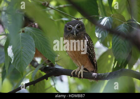 Ocker-bellied Boobook, Ninox auch am Tag schlafen Stockfoto