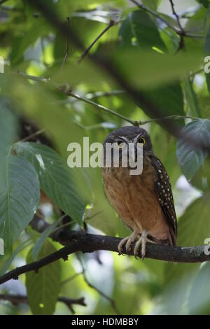 Ocker-bellied Boobook, Ninox auch am Tag schlafen Stockfoto