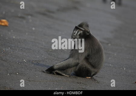 Celebes Crested Macaque, Macaca Nigra, am schwarzen Sandstrand Stockfoto