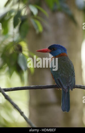 Grün-backed Kingfisher, Actenoides Monachus, Männlich Stockfoto