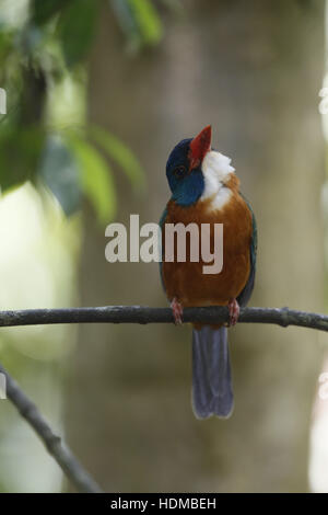 Grün-backed Kingfisher, Actenoides Monachus, Männlich Stockfoto