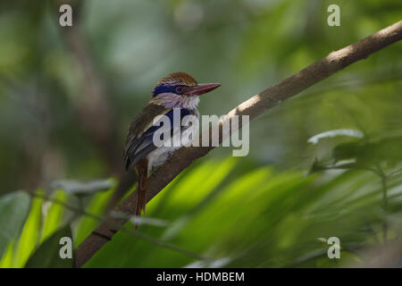 Lila Eisvogel, Cittura cyanotis Stockfoto