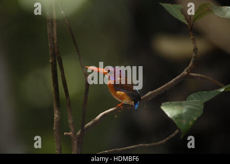 Sulawesi Zwerg Kingfisher, KEYx Goldhahnenfuß Stockfoto