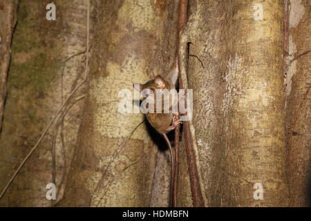 Spektrale Tarsier, Koboldmaki Koboldmaki (Spektrum), am Tag Roost im Feigenbaum Stockfoto