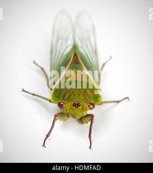 Die grüne Lebensmittelhändler Cicada - eine der lautesten Insekten in der Welt. Isoliert auf weißem Hintergrund Stockfoto