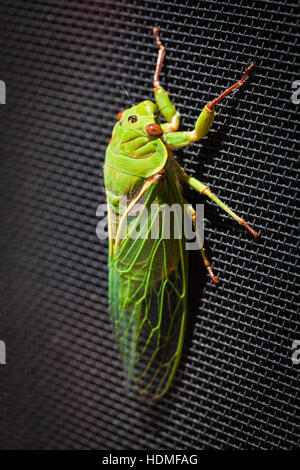 Die Green Grocer Zikade extreme Nahaufnahme - eine der lautesten Insekten in der Welt. Stockfoto