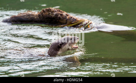 Glatt beschichtet Otter in Bardia Nationalpark, Nepal; Specie Lutrogale Perspicillata Familie Mustelidae Stockfoto