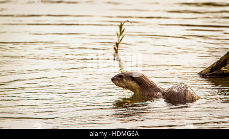 Glatt beschichtet Otter in Bardia Nationalpark, Nepal; Specie Lutrogale Perspicillata Familie Mustelidae Stockfoto