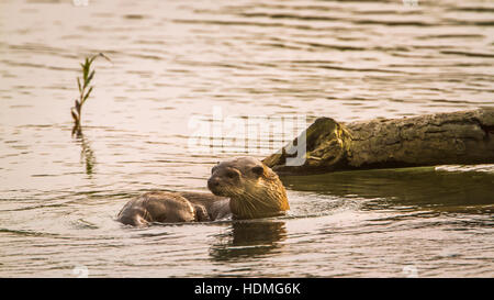 Glatt beschichtet Otter in Bardia Nationalpark, Nepal; Specie Lutrogale Perspicillata Familie Mustelidae Stockfoto