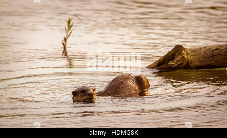 Glatt beschichtet Otter in Bardia Nationalpark, Nepal; Specie Lutrogale Perspicillata Familie Mustelidae Stockfoto