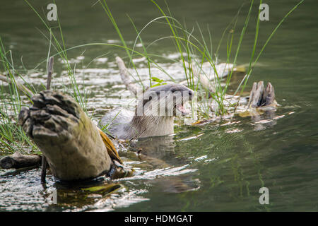 Glatt beschichtet Otter in Bardia Nationalpark, Nepal; Specie Lutrogale Perspicillata Familie Mustelidae Stockfoto