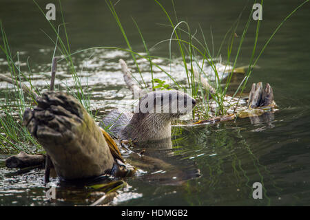 Glatt beschichtet Otter in Bardia Nationalpark, Nepal; Specie Lutrogale Perspicillata Familie Mustelidae Stockfoto