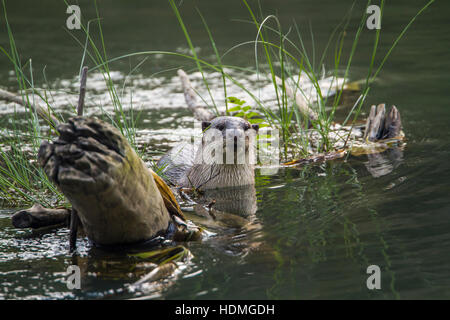 Glatt beschichtet Otter in Bardia Nationalpark, Nepal; Specie Lutrogale Perspicillata Familie Mustelidae Stockfoto