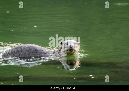 Glatt beschichtet Otter in Bardia Nationalpark, Nepal; Specie Lutrogale Perspicillata Familie Mustelidae Stockfoto