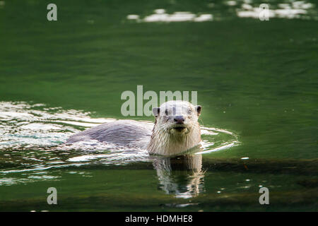 Glatt beschichtet Otter in Bardia Nationalpark, Nepal; Specie Lutrogale Perspicillata Familie Mustelidae Stockfoto