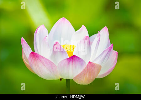 Nahaufnahme Foto der Lotusblüte Stockfoto